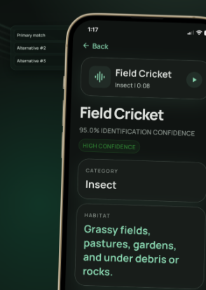 Buzzik result screen showing Field Cricket match with confidence score