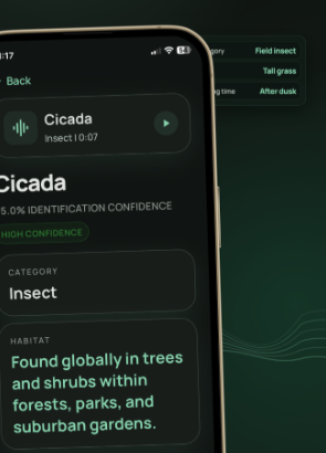 Buzzik insights screen showing Cicada category and habitat details